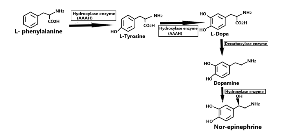 synthesis of norepinephrine