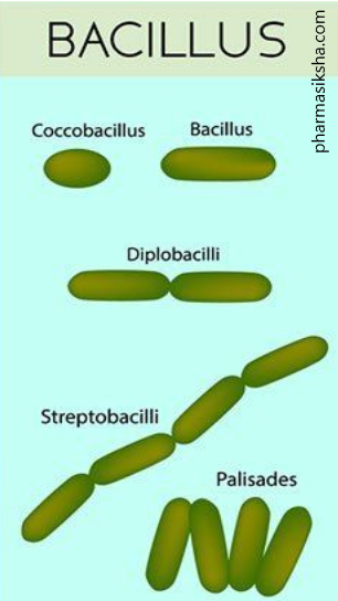 Classification of bacteria pdf