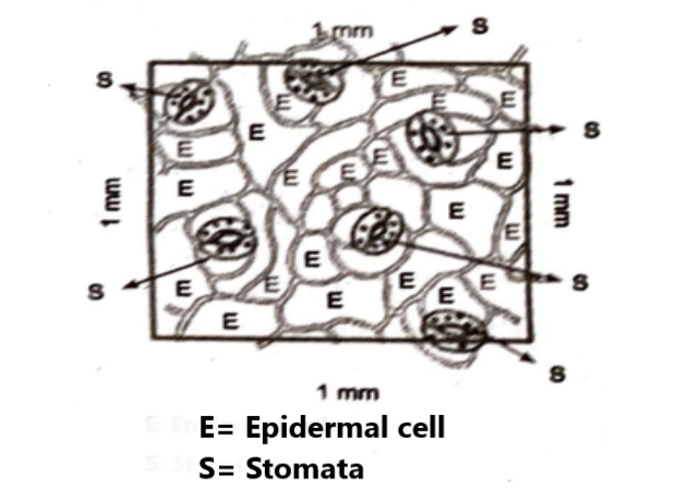 Stomatal index and stomatal number diagram